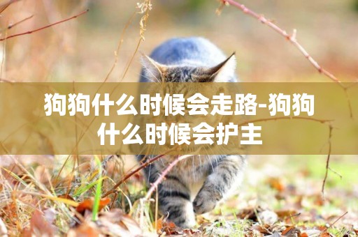 狗狗什么時候會走路-狗狗什么時候會護主