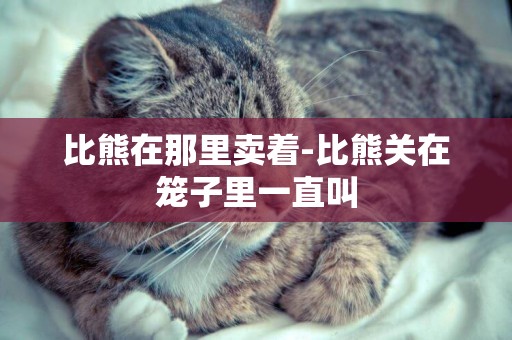 比熊在那里賣著-比熊關在籠子里一直叫