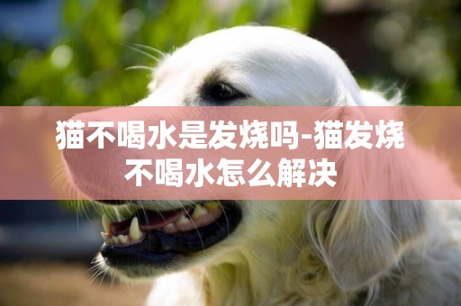 貓不喝水是發燒嗎-貓發燒不喝水怎么解決