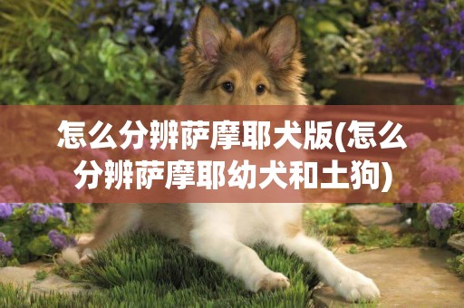 怎么分辨薩摩耶犬版(怎么分辨薩摩耶幼犬和土狗)