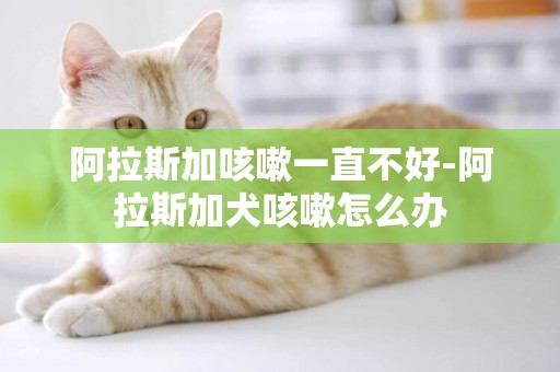阿拉斯加咳嗽一直不好-阿拉斯加犬咳嗽怎么辦
