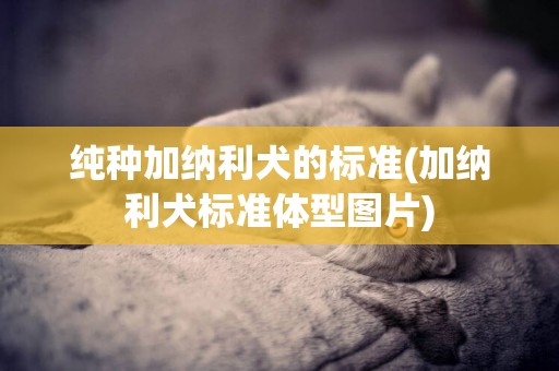 純種加納利犬的標準(加納利犬標準體型圖片)