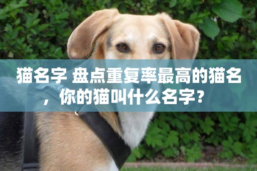 貓名字 盤點重復率最高的貓名，你的貓叫什么名字？ 