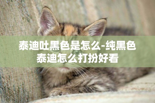 泰迪吐黑色是怎么-純黑色泰迪怎么打扮好看
