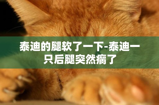 泰迪的腿軟了一下-泰迪一只后腿突然瘸了