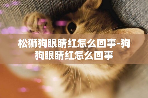 松獅狗眼睛紅怎么回事-狗狗眼睛紅怎么回事