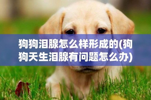 狗狗淚腺怎么樣形成的(狗狗天生淚腺有問題怎么辦)