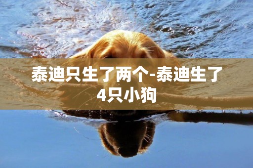 泰迪只生了兩個-泰迪生了4只小狗