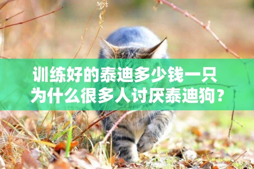 訓練好的泰迪多少錢一只 為什么很多人討厭泰迪狗？泰迪的優點和缺點是什么？ 