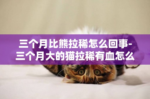 三個月比熊拉稀怎么回事-三個月大的貓拉稀有血怎么回事