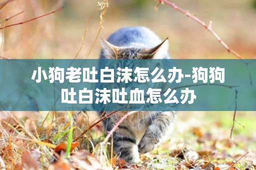 小狗老吐白沫怎么辦-狗狗吐白沫吐血怎么辦