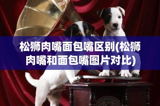 松獅肉嘴面包嘴區別(松獅肉嘴和面包嘴圖片對比)