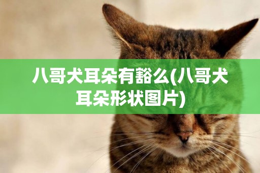 八哥犬耳朵有豁么(八哥犬耳朵形狀圖片)