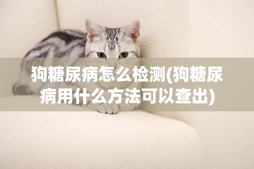 狗糖尿病怎么檢測(狗糖尿病用什么方法可以查出)