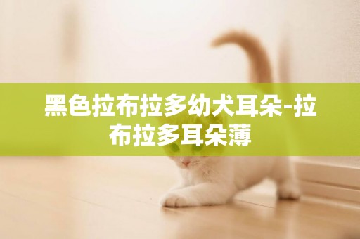 黑色拉布拉多幼犬耳朵-拉布拉多耳朵薄