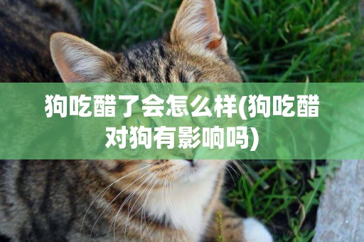 狗吃醋了會怎么樣(狗吃醋對狗有影響嗎)