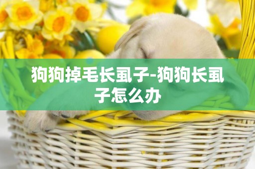 狗狗掉毛長虱子-狗狗長虱子怎么辦