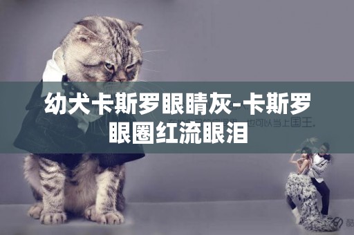 幼犬卡斯羅眼睛灰-卡斯羅眼圈紅流眼淚