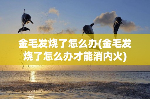 金毛發燒了怎么辦(金毛發燒了怎么辦才能消內火)