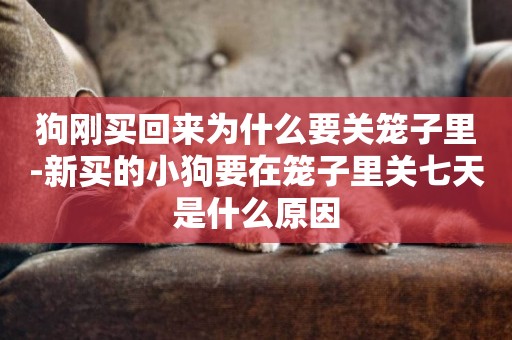 狗剛買回來為什么要關籠子里-新買的小狗要在籠子里關七天是什么原因