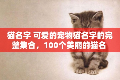 貓名字 可愛的寵物貓名字的完整集合，100個美麗的貓名 