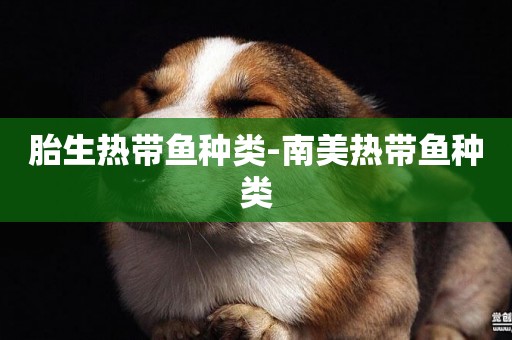 胎生熱帶魚種類-南美熱帶魚種類