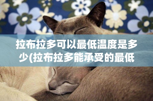 拉布拉多可以最低溫度是多少(拉布拉多能承受的最低溫度是多少)