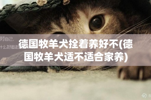德國牧羊犬拴著養好不(德國牧羊犬適不適合家養)