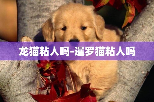 龍貓粘人嗎-暹羅貓粘人嗎