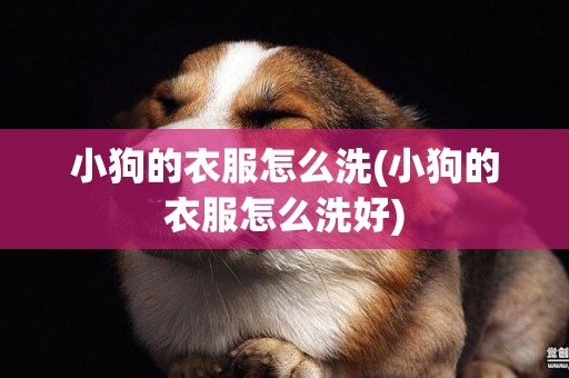 小狗的衣服怎么洗(小狗的衣服怎么洗好)