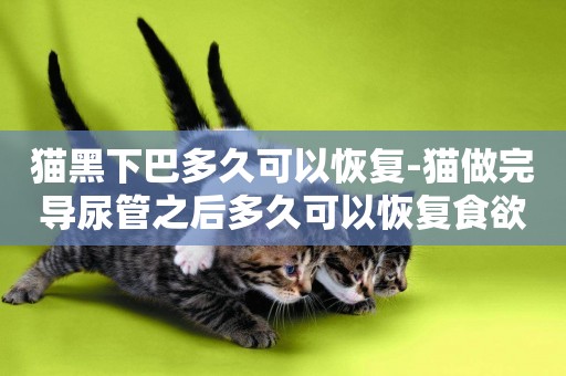貓黑下巴多久可以恢復-貓做完導尿管之后多久可以恢復食欲