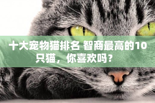 十大寵物貓排名 智商最高的10只貓，你喜歡嗎？ 