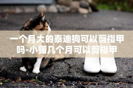 一個月大的泰迪狗可以剪指甲嗎-小貓幾個月可以剪指甲