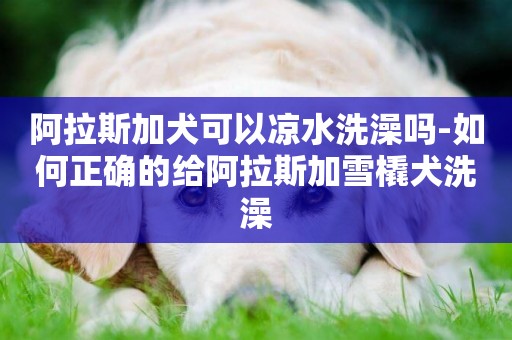 阿拉斯加犬可以涼水洗澡嗎-如何正確的給阿拉斯加雪橇犬洗澡
