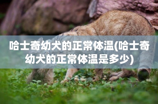 哈士奇幼犬的正常體溫(哈士奇幼犬的正常體溫是多少)