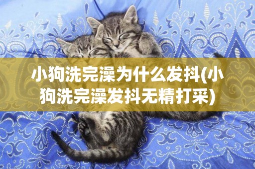 小狗洗完澡為什么發抖(小狗洗完澡發抖無精打采)