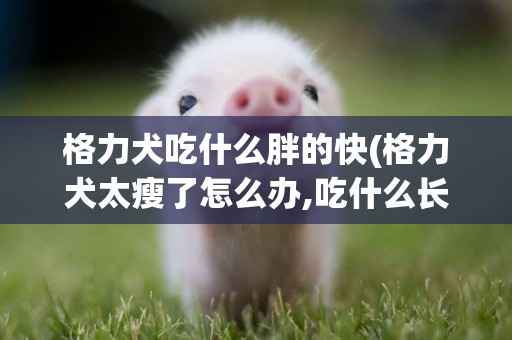 格力犬吃什么胖的快(格力犬太瘦了怎么辦,吃什么長肉)