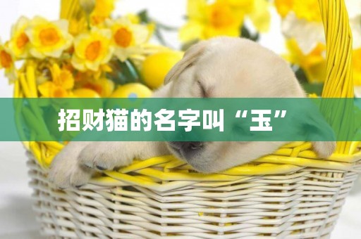 招財貓的名字叫“玉” 