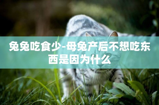 兔兔吃食少-母兔產后不想吃東西是因為什么
