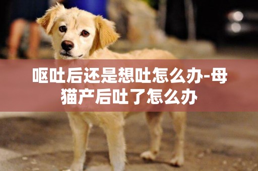 嘔吐后還是想吐怎么辦-母貓產后吐了怎么辦