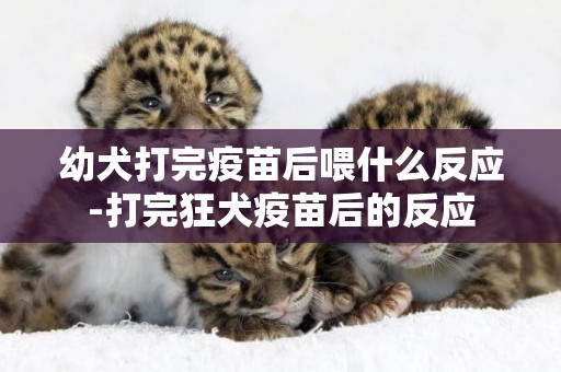 幼犬打完疫苗后喂什么反應-打完狂犬疫苗后的反應