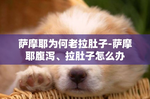 薩摩耶為何老拉肚子-薩摩耶腹瀉、拉肚子怎么辦