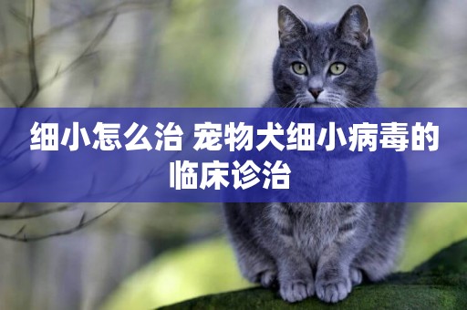 細小怎么治 寵物犬細小病毒的臨床診治 
