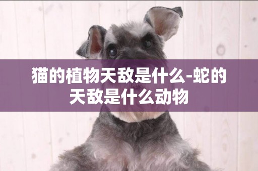 貓的植物天敵是什么-蛇的天敵是什么動物