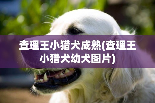 查理王小獵犬成熟(查理王小獵犬幼犬圖片)