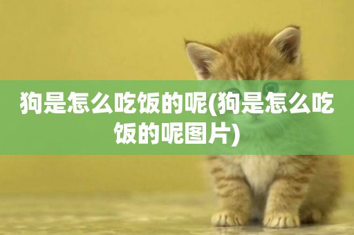 狗是怎么吃飯的呢(狗是怎么吃飯的呢圖片)