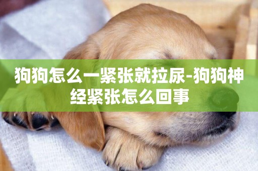 狗狗怎么一緊張就拉尿-狗狗神經緊張怎么回事