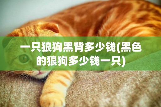 一只狼狗黑背多少錢(黑色的狼狗多少錢一只)