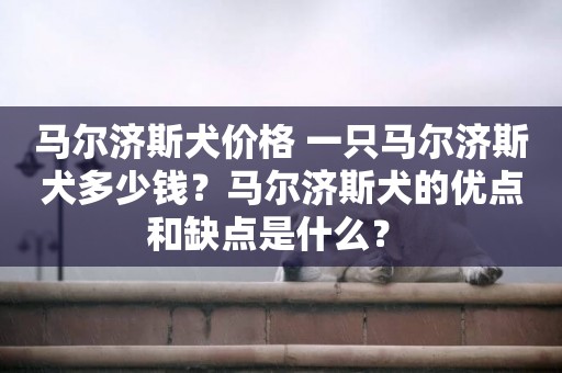 馬爾濟斯犬價格 一只馬爾濟斯犬多少錢？馬爾濟斯犬的優點和缺點是什么？ 