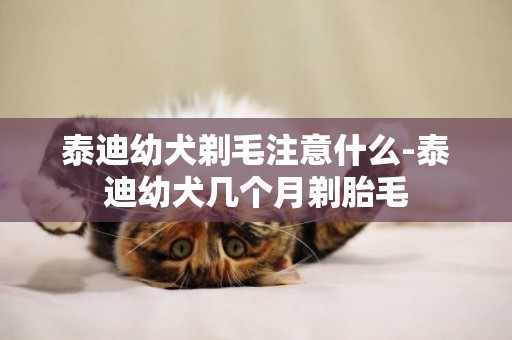 泰迪幼犬剃毛注意什么-泰迪幼犬幾個月剃胎毛